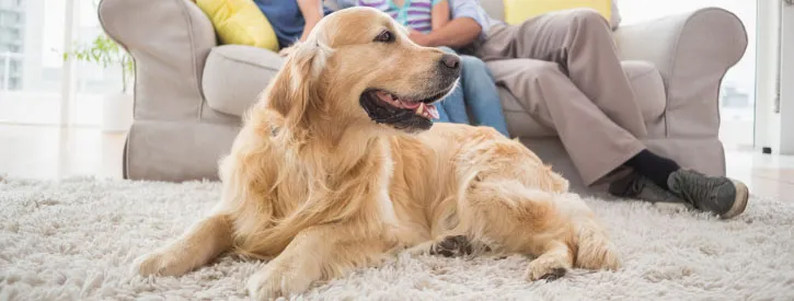 moving with pets