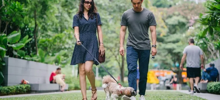 Couple walking a dog.