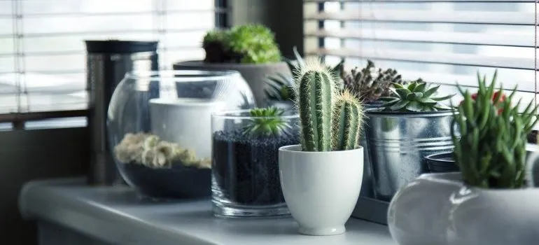 Plants in pots.