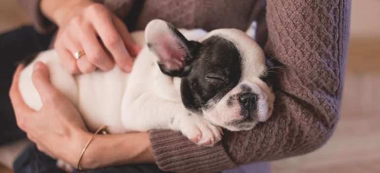 Person holding a French bulldog puppy.