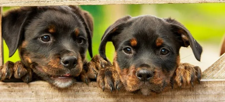 Rottweiler puppies to take care of when trying to prepare for moving to Nampa, ID.