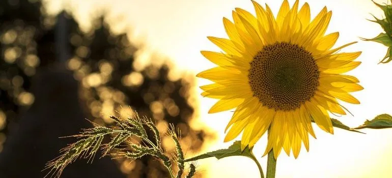 A sunflower.
