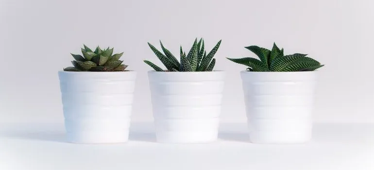 Three potted plants are items you shouldn't store long-term.