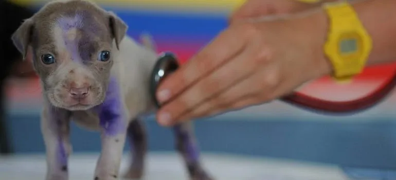 puppy-vet