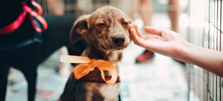 small puppy with ribbon
