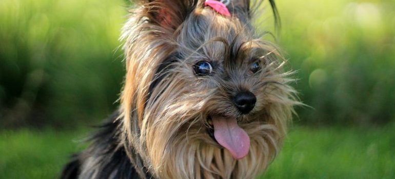 Yorkshire-terrier