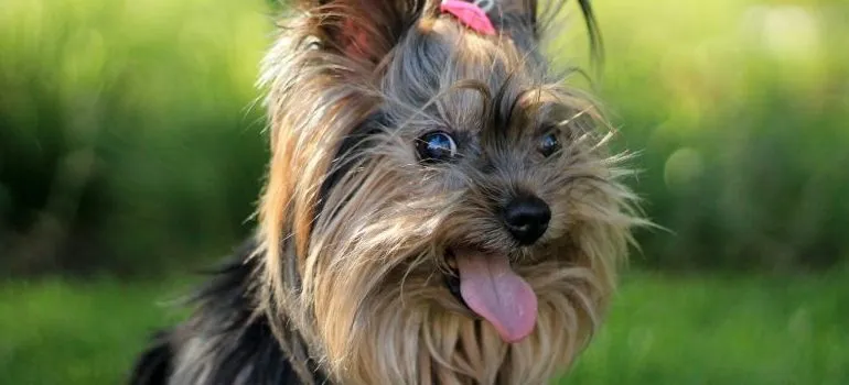 Yorkshire-terrier 