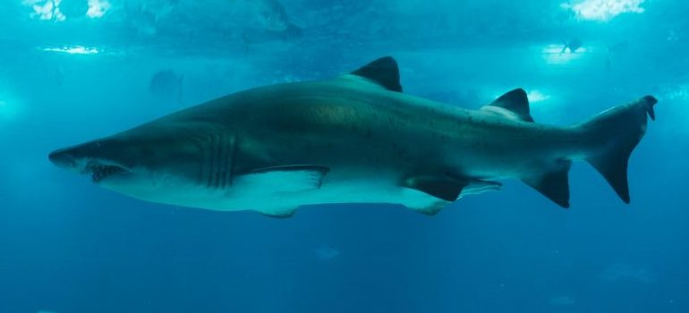 aquarium-shark
