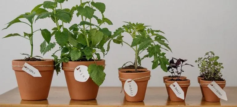 photo-of-potted-plants-on-wooden-table