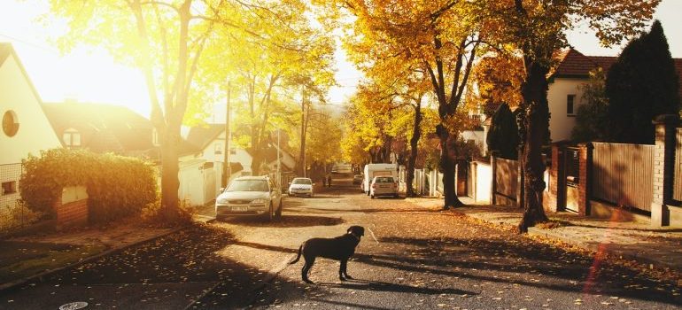 Dog on the street