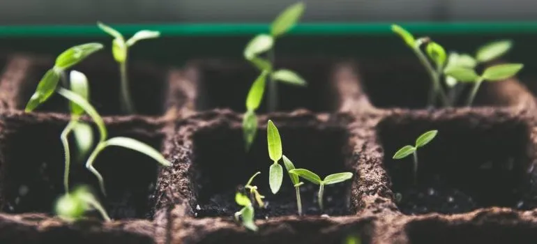 lants-macro-growth-soil