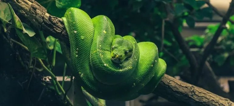 Green snake inside a terrarium