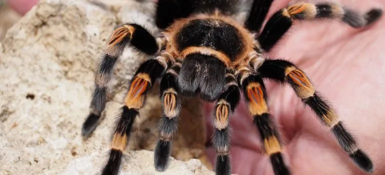 Black and yellow tarantula
