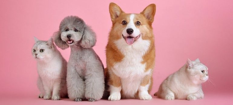 Two dogs and two cats.