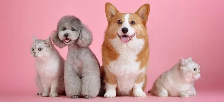Two dogs and two cats.