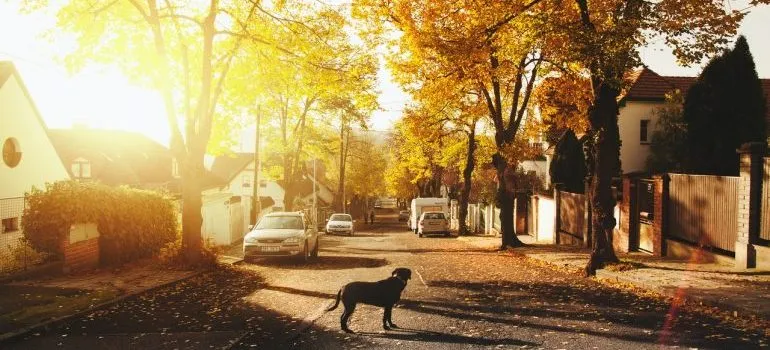 A quiet suburb