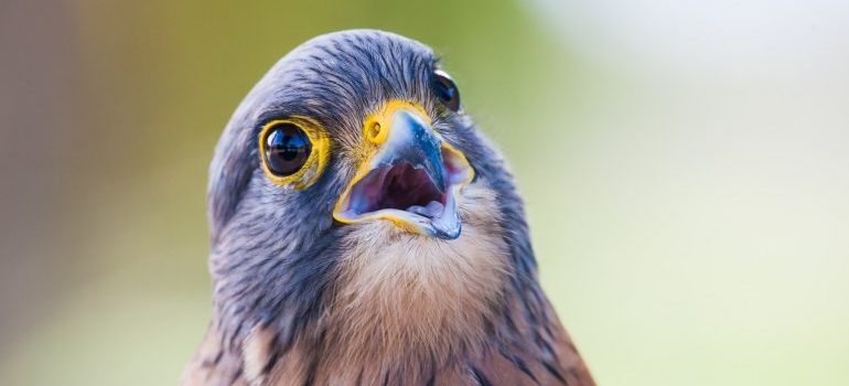 A gray hawk looking up
