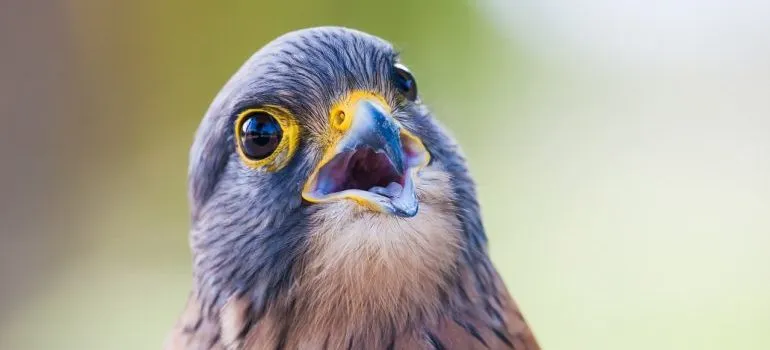 A gray hawk looking up