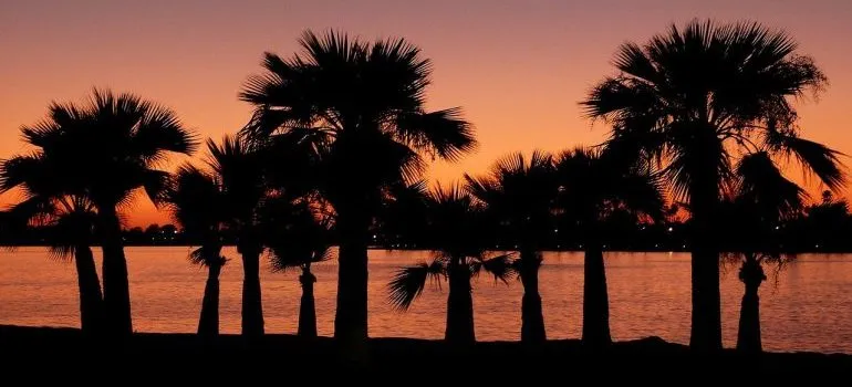 Palm trees and sunset.