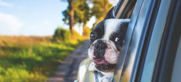 A dog peeking out of a car window.