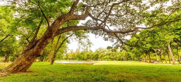 A landscape of Eagle's nature.