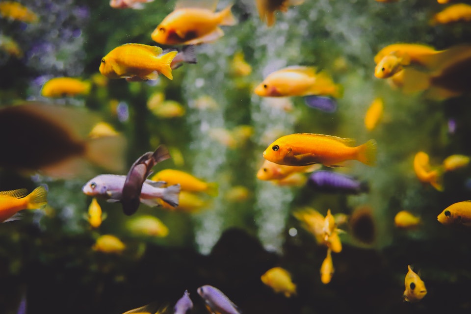 A bunch of fish