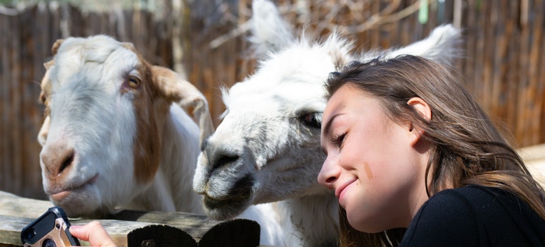 person feeding the llamas