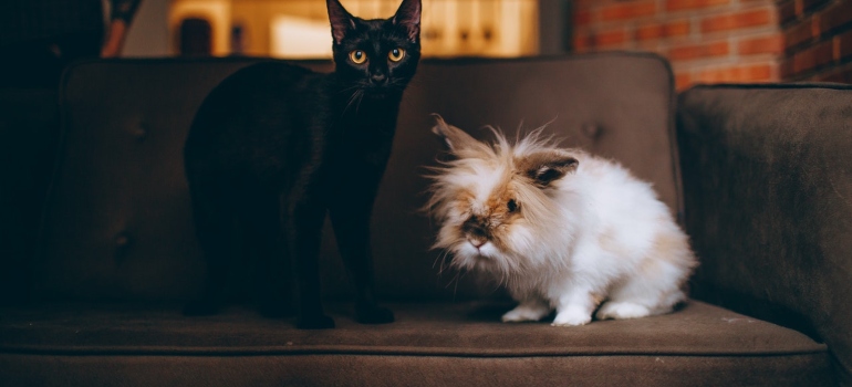 A cat and a bunny sitting on a couch
