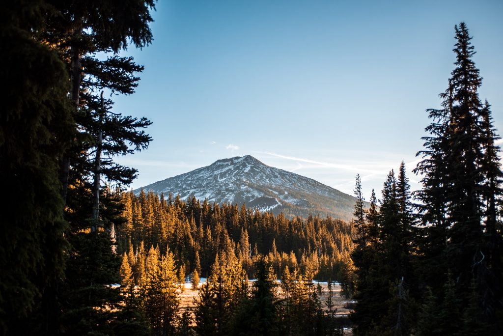 a mountain with trees