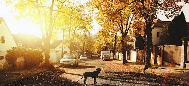 suburban neighborhood