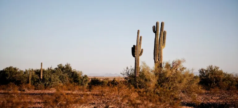 A photograph of dry Texas landscape.