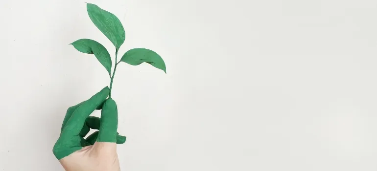 a person holding a plant