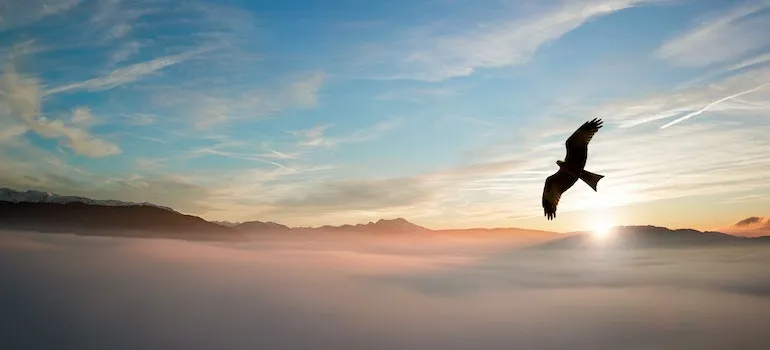An eagle flying in the sky above places to live in Boise area