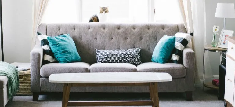cat resting on a gray sofa