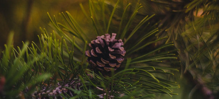 Christmas tree