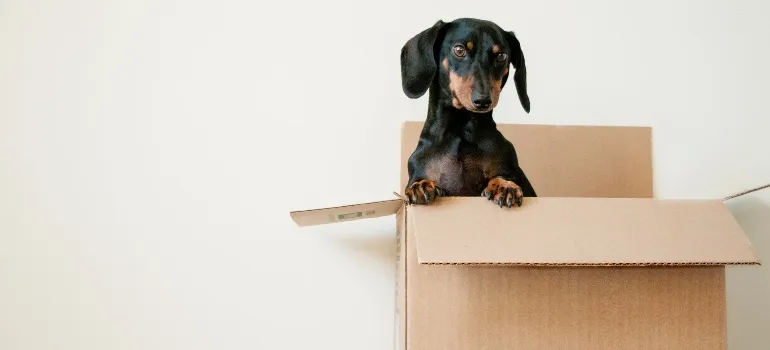 a dog playing with a cardboard box