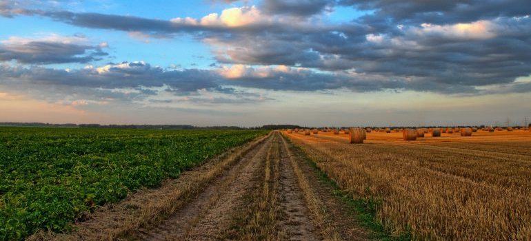 cropland at sunset