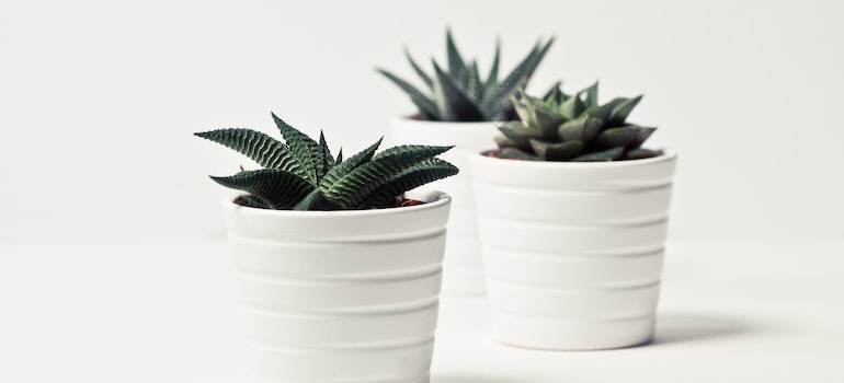pots of cactus