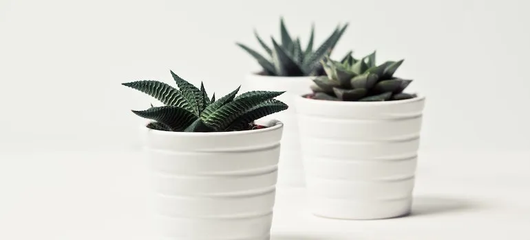 pots of cactus
