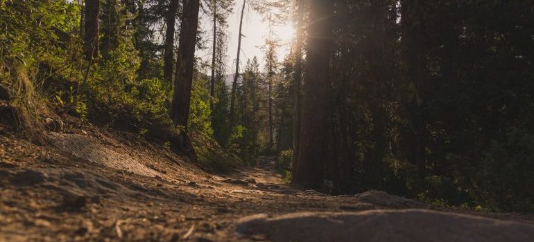 Trees and sun on a mountain trail that is on the hiker's guide to the Boise Area