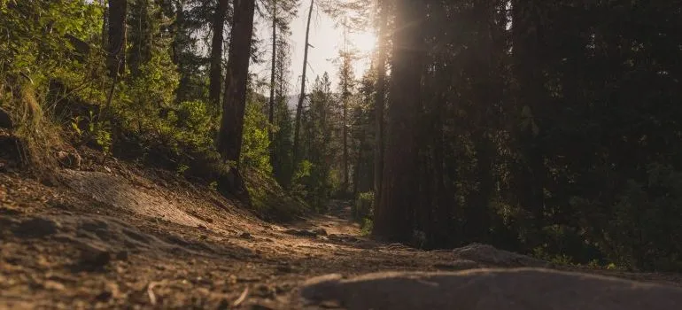 Trees and sun on a mountain trail that is on the hiker's guide to the Boise Area