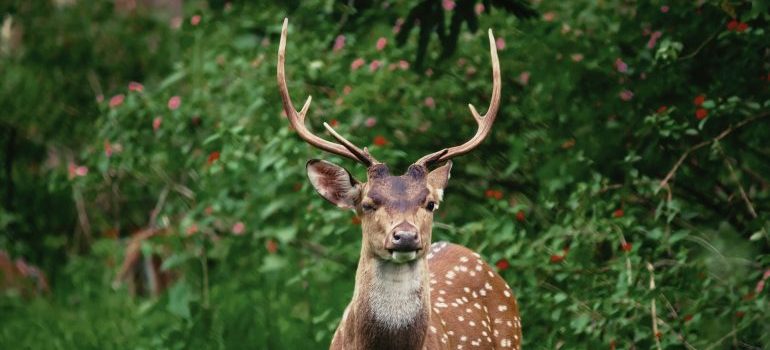 Unique looking deer in a wildlife reserve