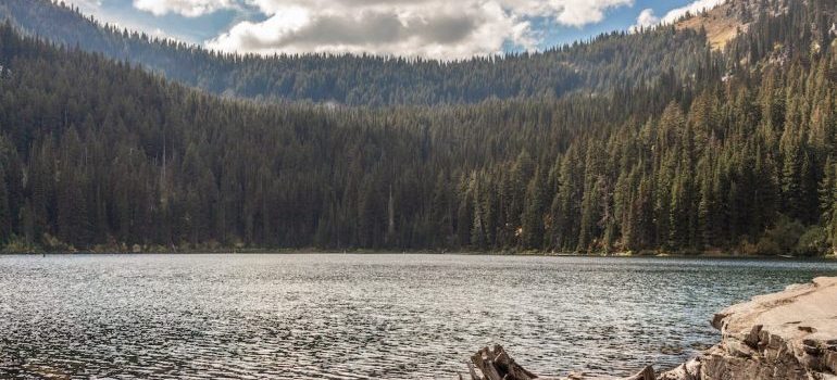 A lake surrounded by trees