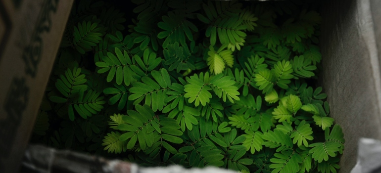 Green plants in a box partly in shadow